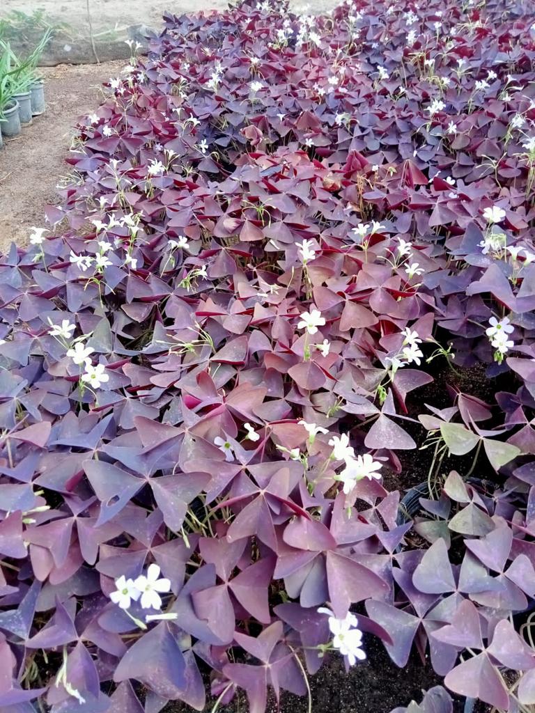 Oxalis triangularis